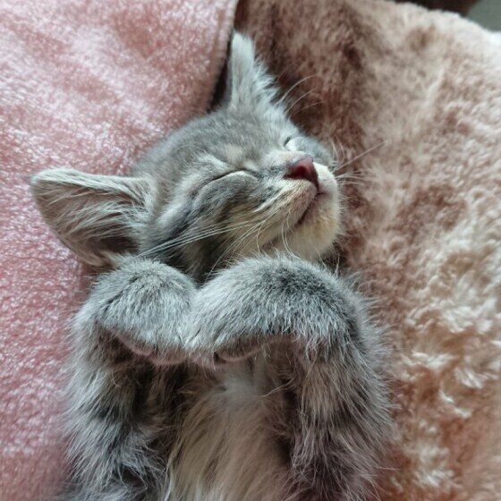 MIXのあずきちゃん