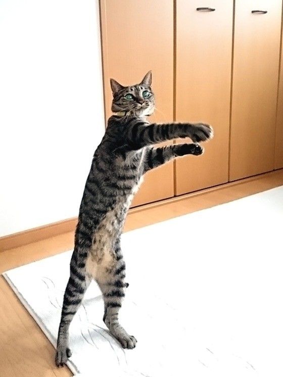 シャドーボクシング！