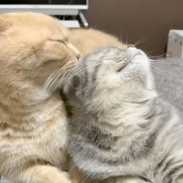 飼い主さんの前でイチャイチャするむぎくんとあおちゃん