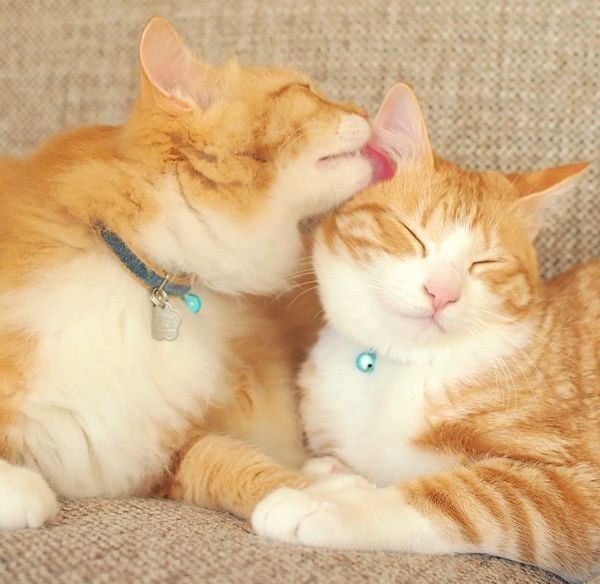 元保護猫・うりちゃんといくらちゃん