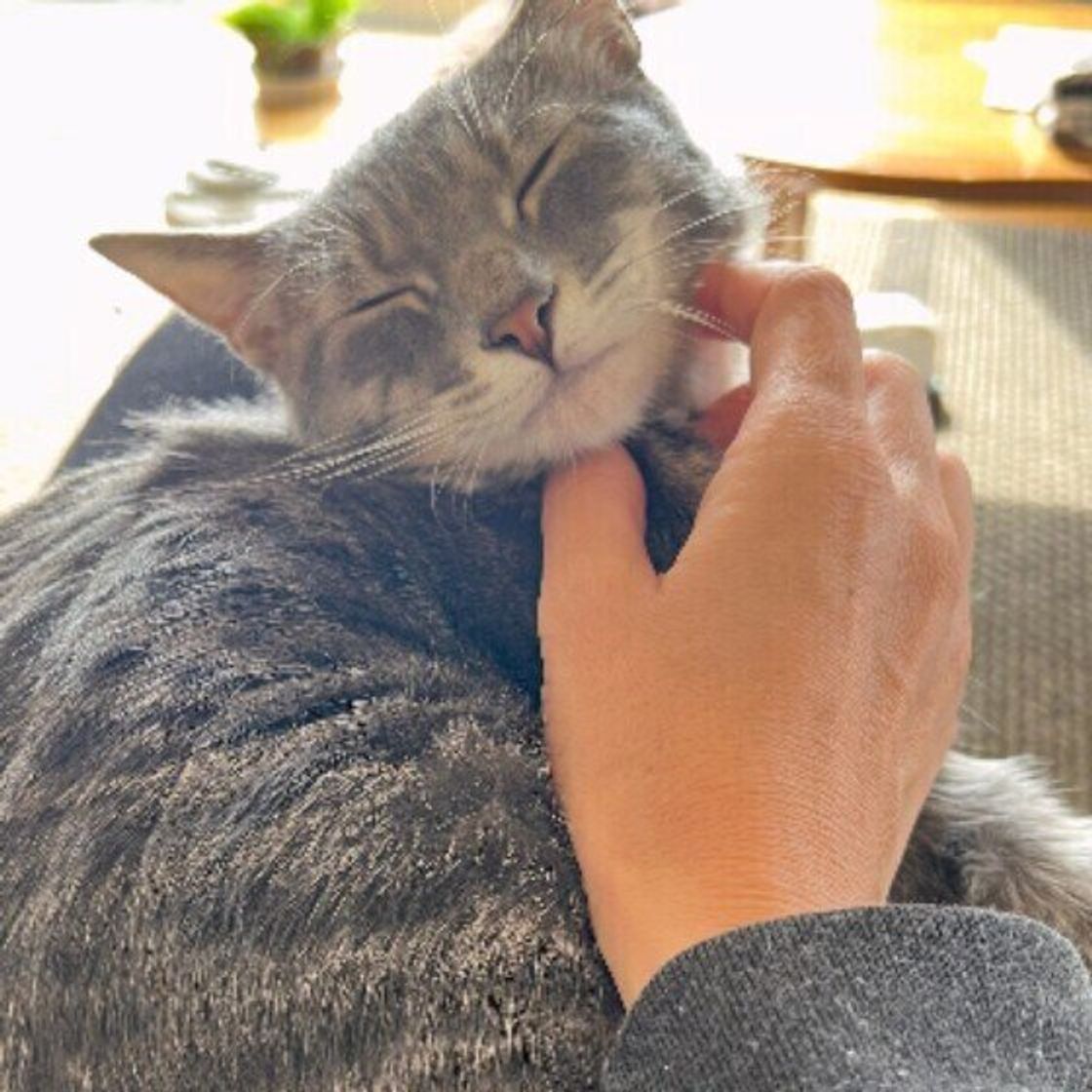 猫が思わず 眠くなってしまう 撫で方のポイント 獣医師解説 ねこのきもちweb Magazine 猫が思わず 眠くなってしまう 撫で方のポイント 獣医師解説 ねこのきもちweb Magazine