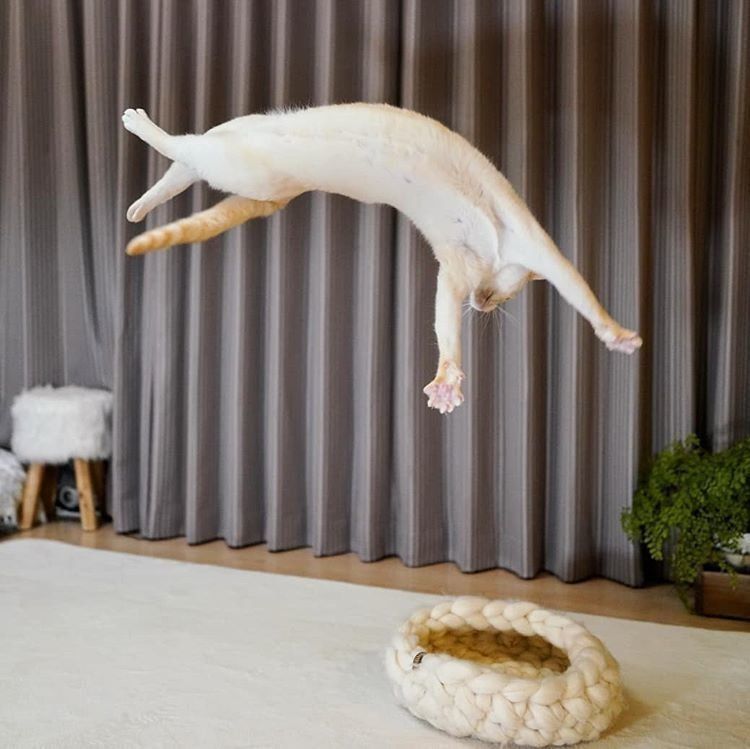ねこ☆ キレダス アスリート 新品未開封 Amazon | KIREDAS(キレダス)アスリートV2 野球 練習用 投球