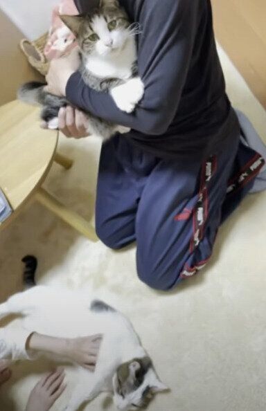 撫でられる猫