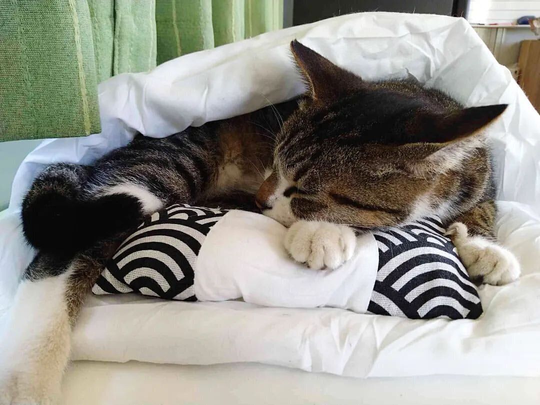 枕を抱えるトラくん