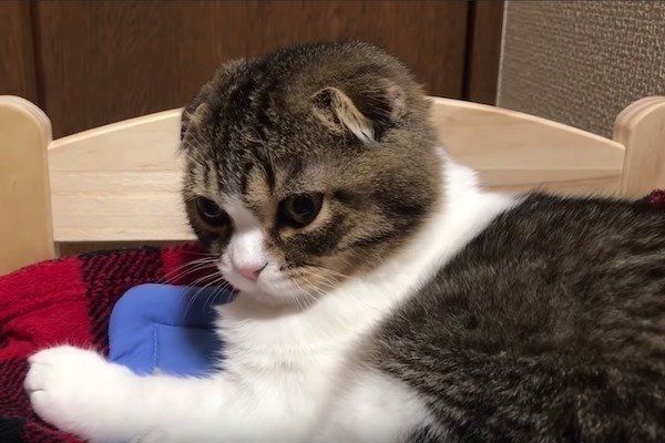 指ズボされるスコティッシュフォールド