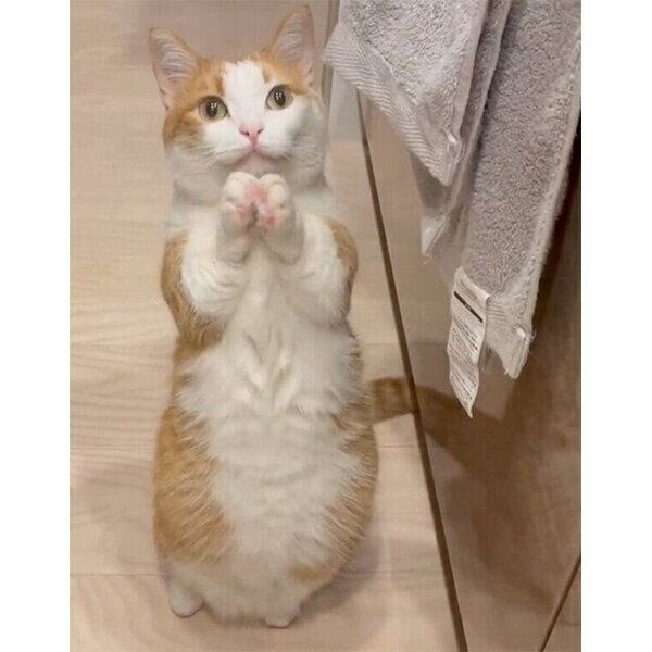 おねだりポーズをする虎丸くん