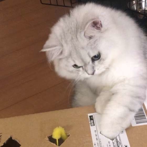 シルくん ペルシャ