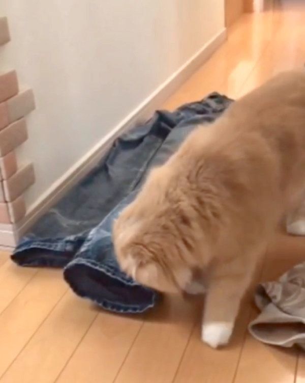 洗濯物で遊ぶミヌエットとスコティッシュフォールド