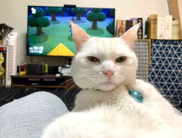 ゲームをする飼い主さんを見つめるハク様