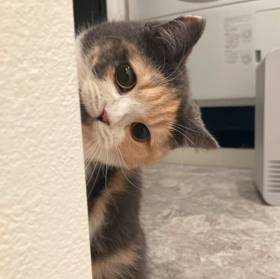 飼い主さんを見つめるえまちゃん