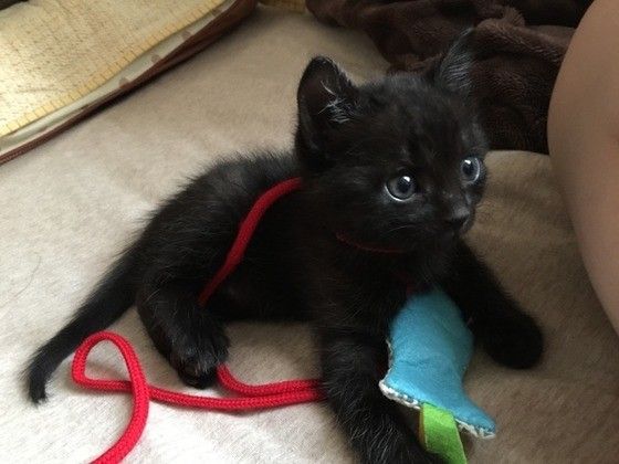 布の反射光を利用して、黒猫の表情もかわいく撮影☆