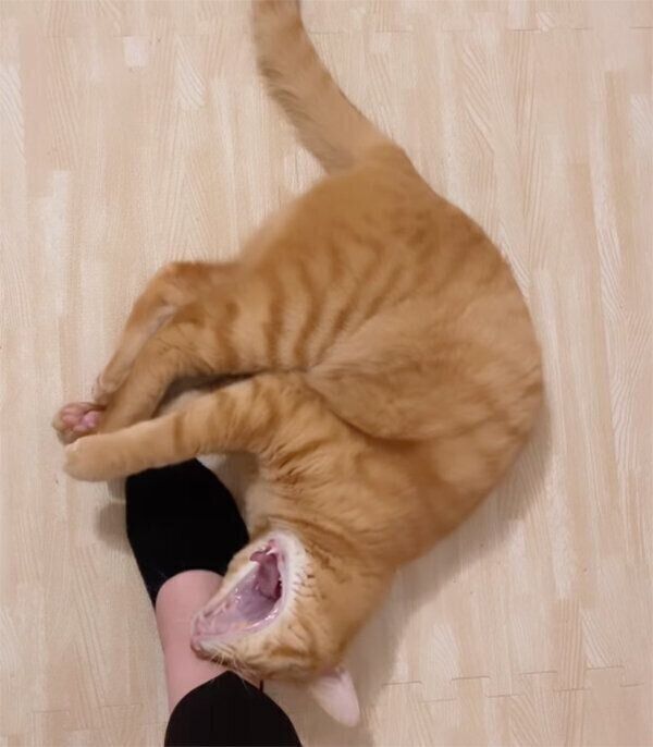 あくびをする琥太郎くん