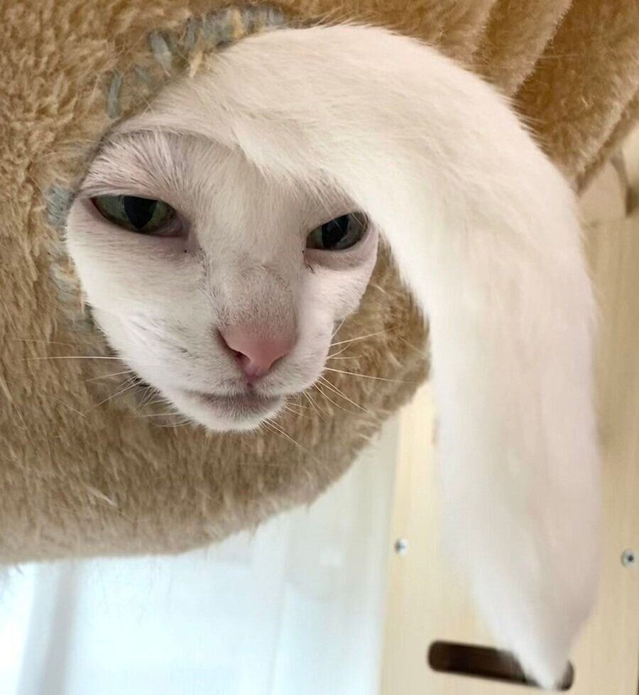 ハンモックからしっぽと顔を出すうにくん