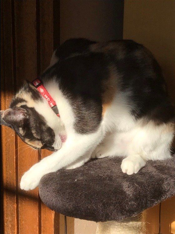 毛づくろいするミケ