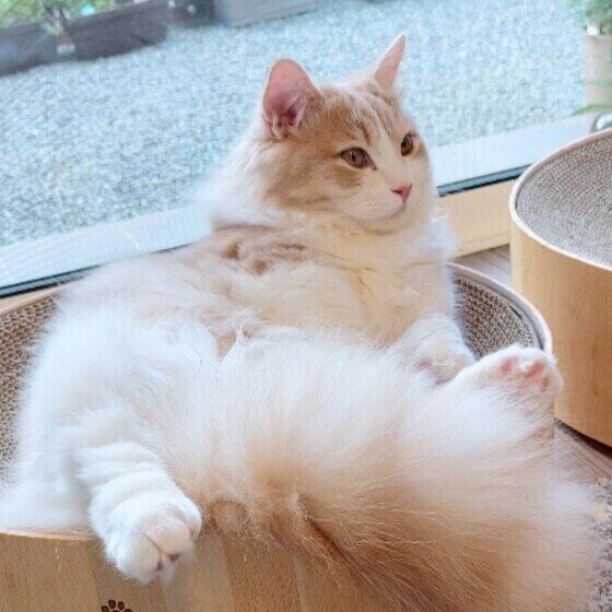 窓辺でくつろぐマンチカン・ロングヘア