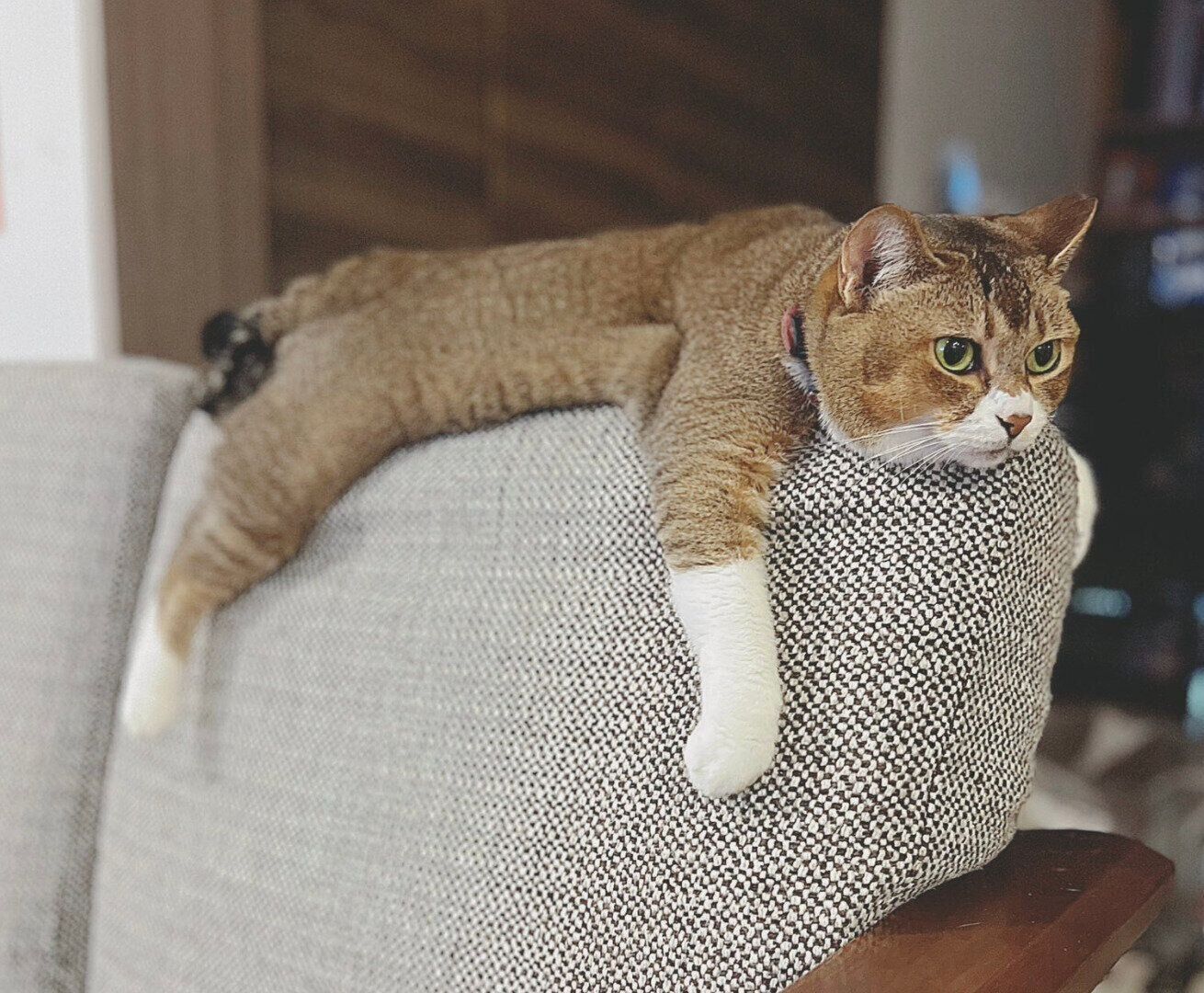 だれるおこめちゃん