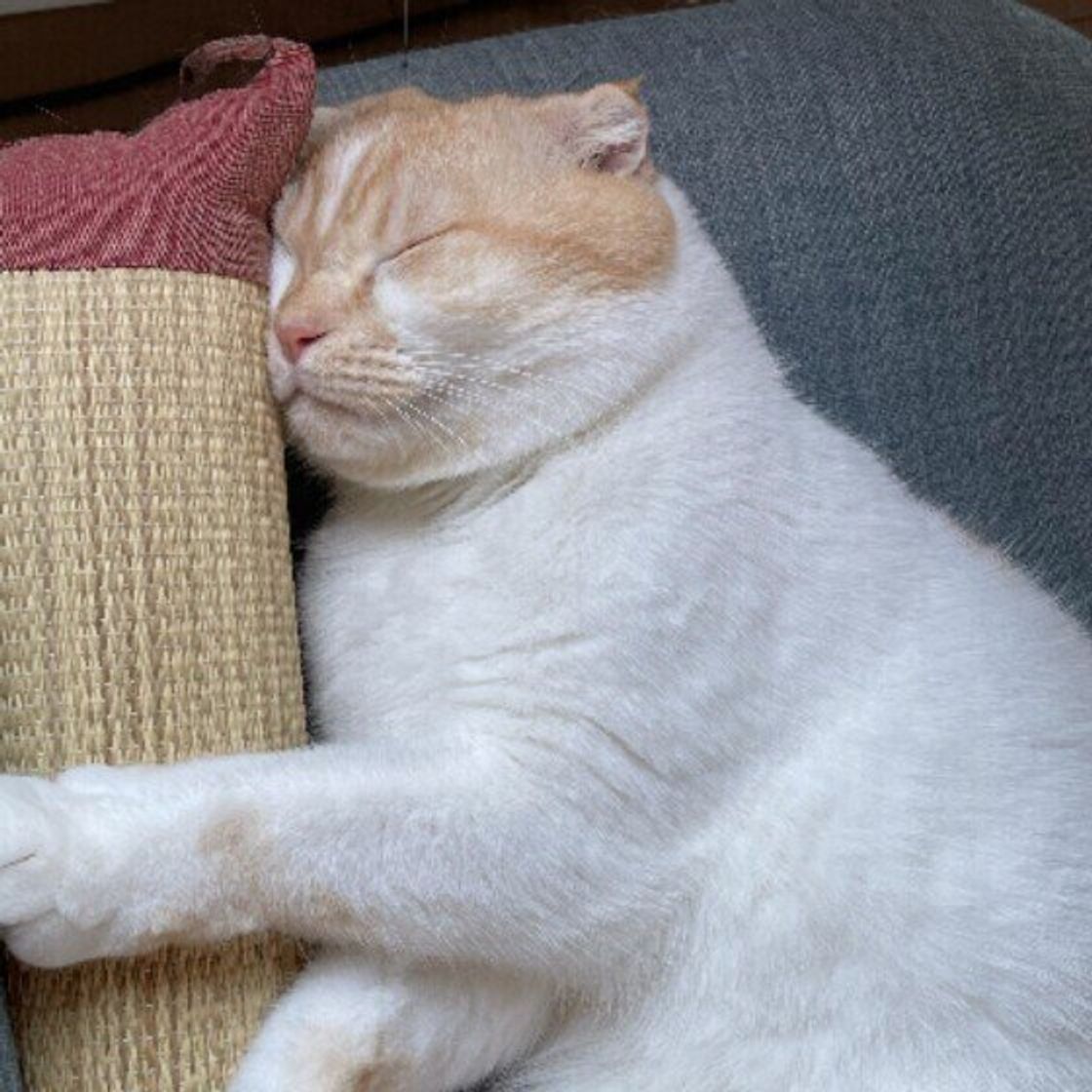 猫が飼い主の 枕 の上に乗って寝る心理は 獣医師が解説 ねこのきもちweb Magazine 猫が飼い主の 枕 の上に乗って寝る心理は 獣医師が解説 ねこのきもちweb Magazine