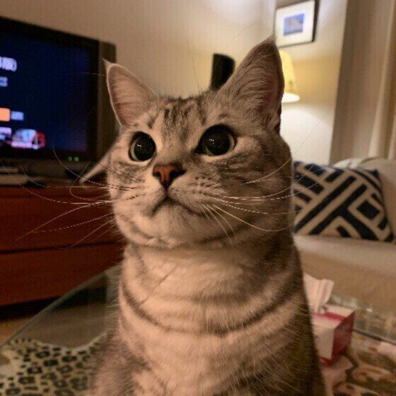 アメリカンショートヘア