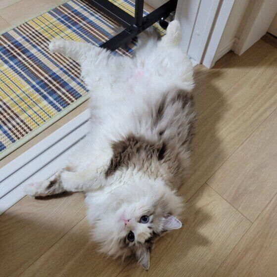 ラグドールのミーくんのへそ天