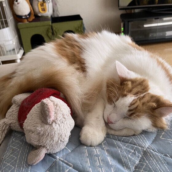 うに  ノルウェージアンフォレストキャット