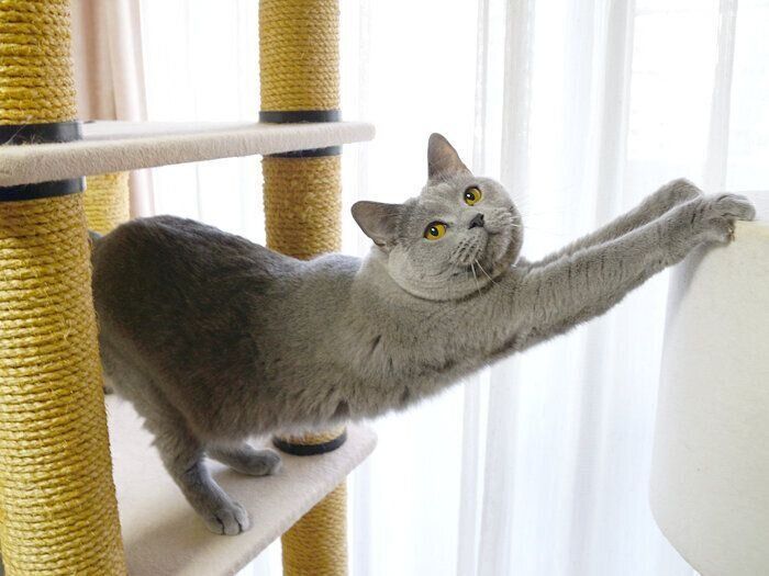 猫愛があふれすぎて 思わずしてしまうこと 本日もねこ晴れなり Vol 301 ねこのきもちweb Magazine