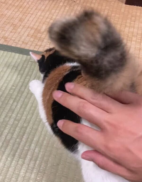 おしりをポンポンしてもらうミケちゃん