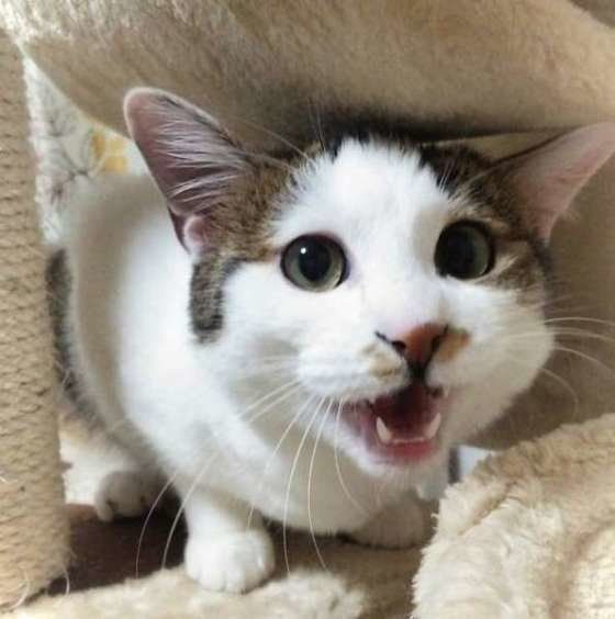 興奮するキジトラ