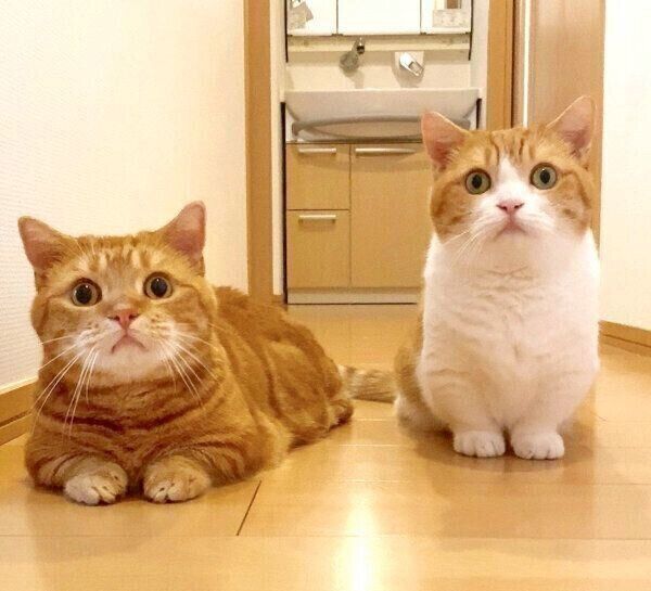 見つめる茶太郎くんときなこちゃん