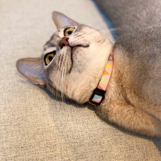 寝転びながら狙いを定めるアビシニアン