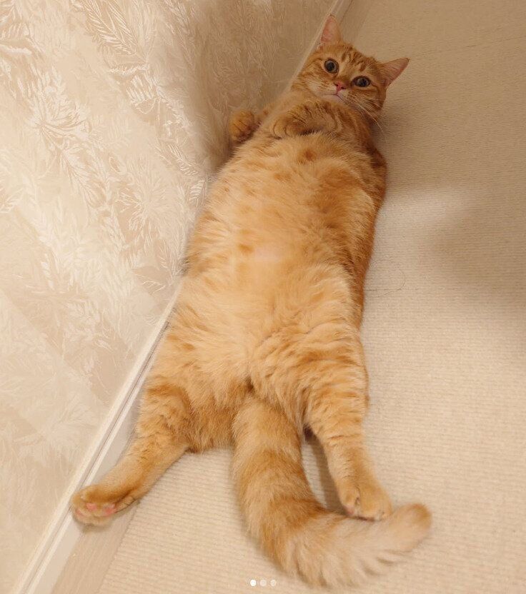 くつろいでいるマンチカン