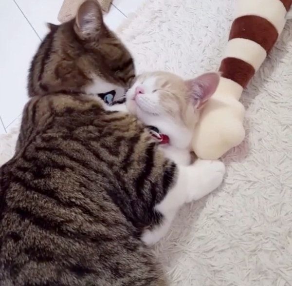 仲良しなマンチカン