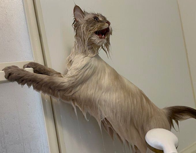 3分の2は毛」もふもふのサイベリアンが水にぬれた姿に驚き「1匹で2匹分