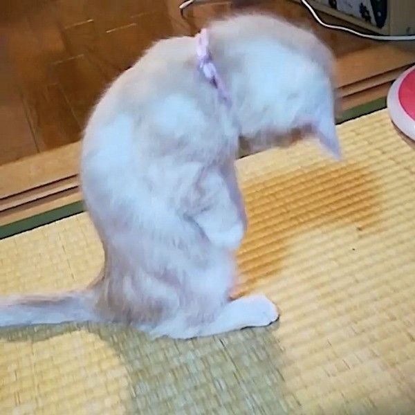 首輪が気になるニャンコ