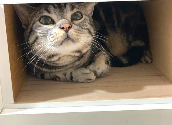 棚の中に入るアメリカンショートヘア