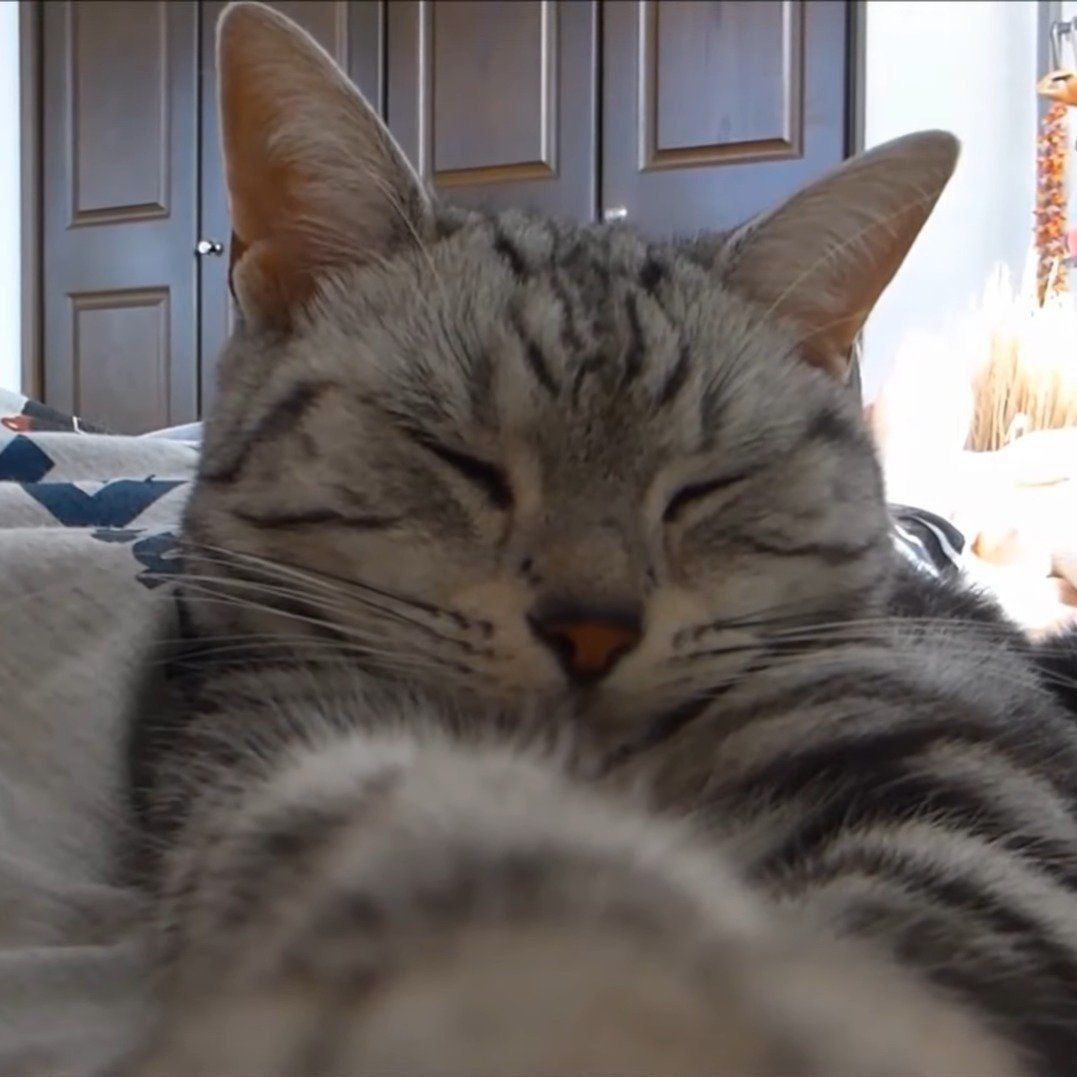 くつろぐあめちゃん