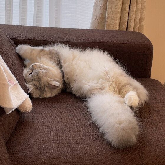 寝ながらストレッチをする猫