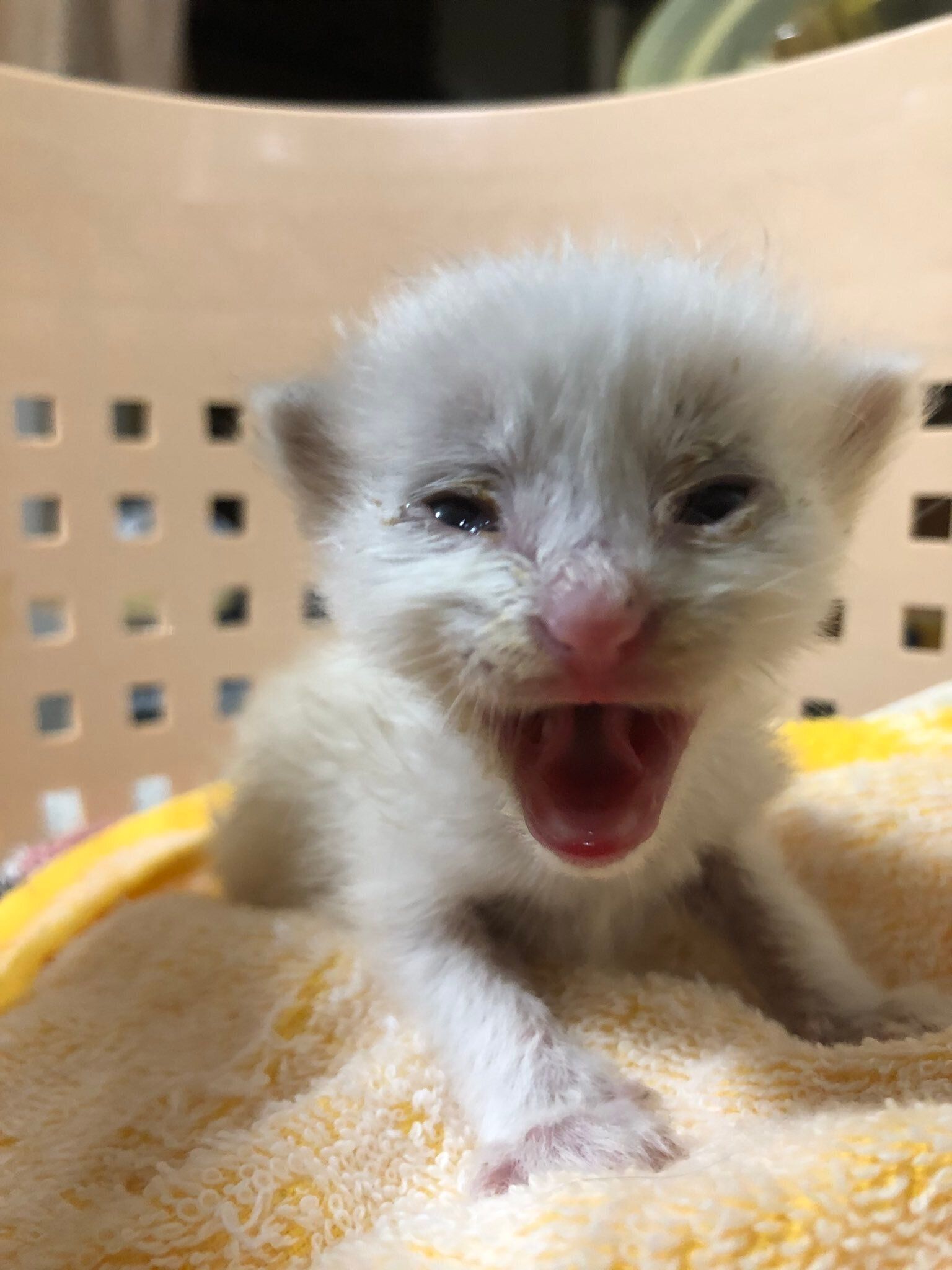 大きく口を開けている子猫