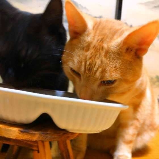 同居猫と食事中のMIX 黒猫のくろみちゃん 