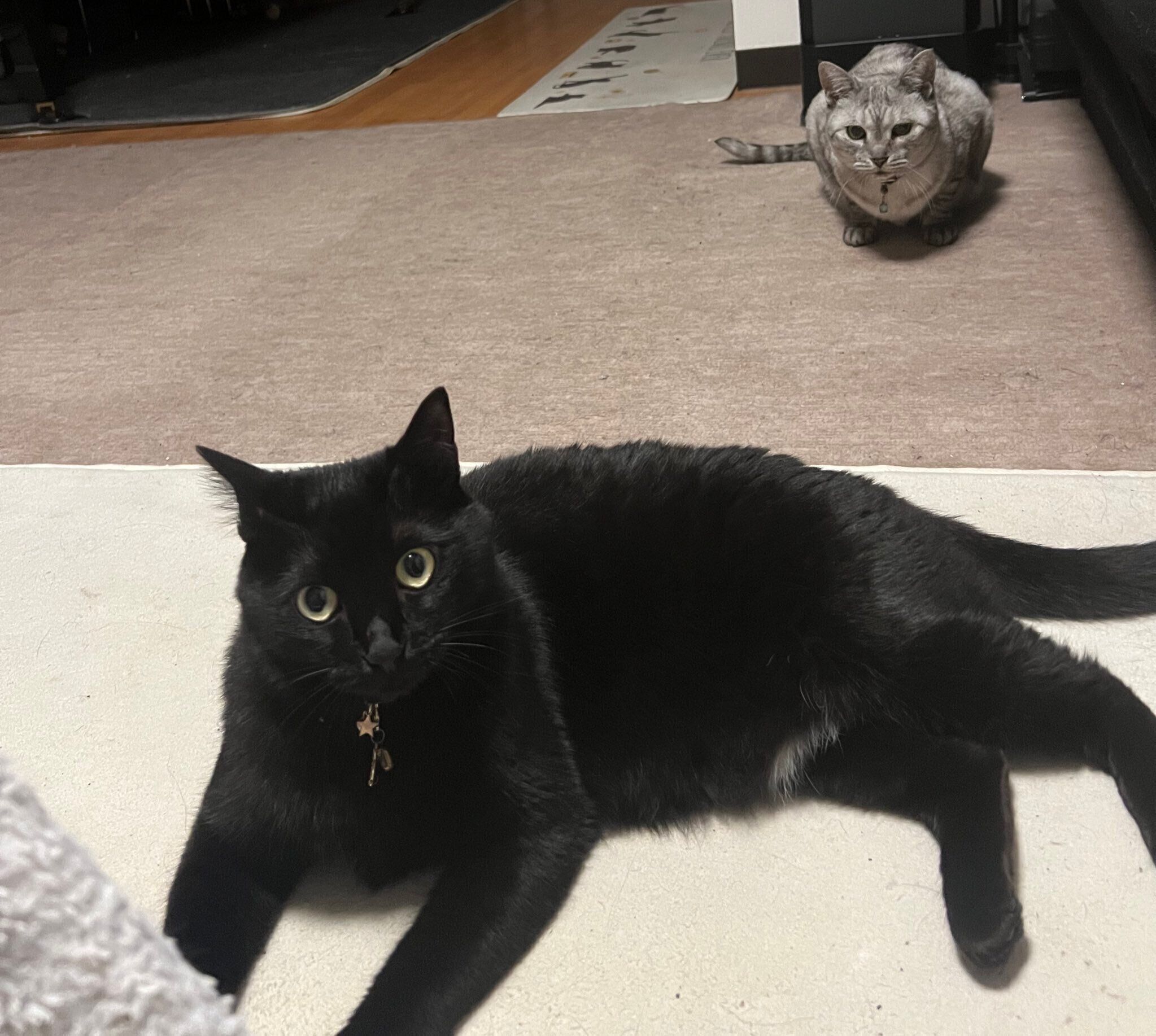 ぷにゃちゃんと妹分の猫・ゆずちゃん