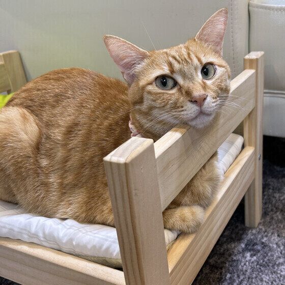 Mix（茶トラ）のもなかちゃん♪