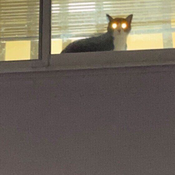 猫の目ビーム 暗闇で猫の目が光るのはなぜ ねこのきもちweb Magazine