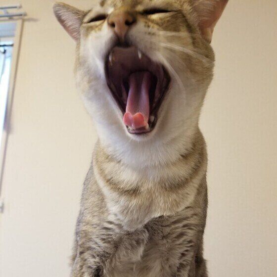 あくびをするシンガプーラ