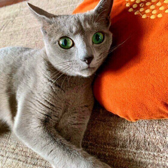 ロシアンブルーの特徴と飼い方 可愛い画像いっぱい｜ねこのき
