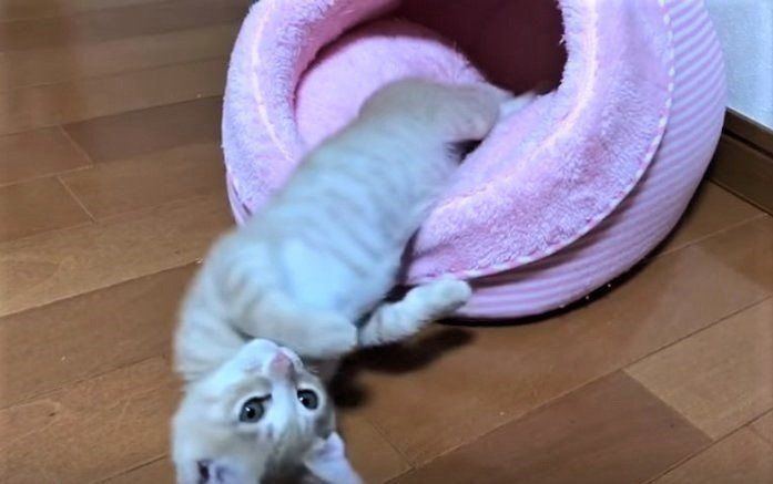ベッドからはみ出して寝る子猫