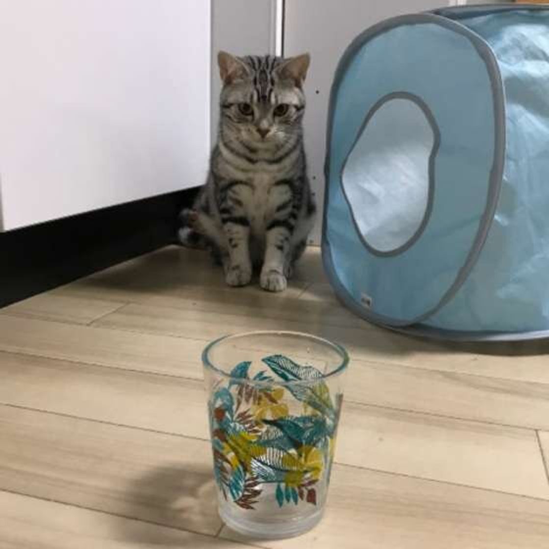 嘔吐を起こす場合もあるの 猫に氷を与える際に気をつけたいこと ねこのきもちweb Magazine 嘔吐を起こす場合もあるの 猫に氷を与える際に気をつけたいこと ねこのきもちweb Magazine