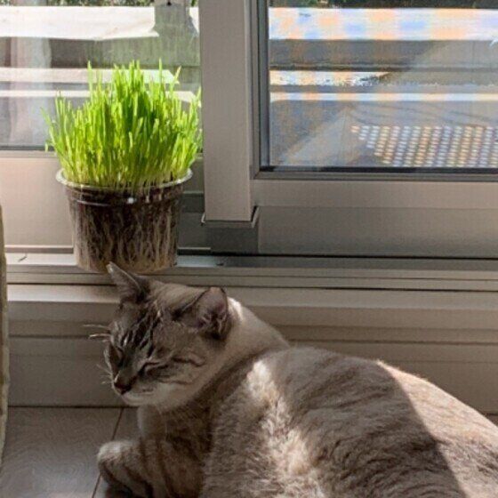 サバトラ猫のしんばちゃん