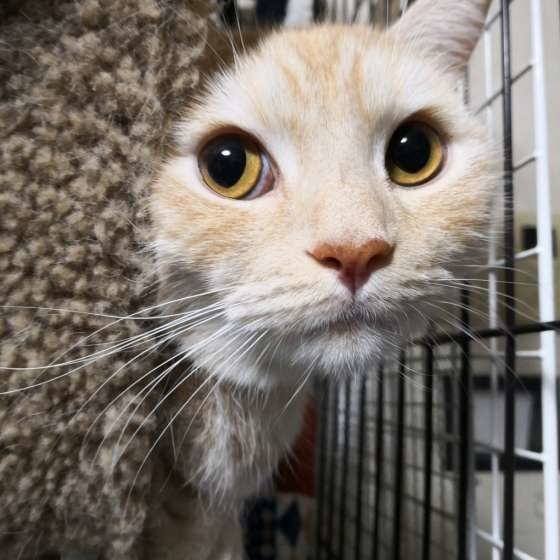 見つめるマンチカン