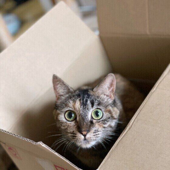 箱に入る猫