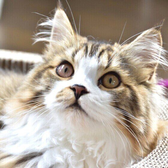 段ボールベッドの上の猫