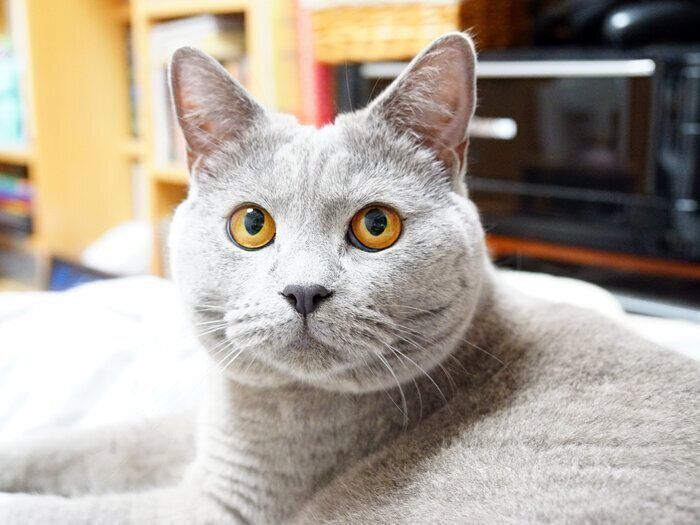 今話題の猫語翻訳アプリを使ってみた 本日もねこ晴れなり Vol 326 ねこのきもちweb Magazine